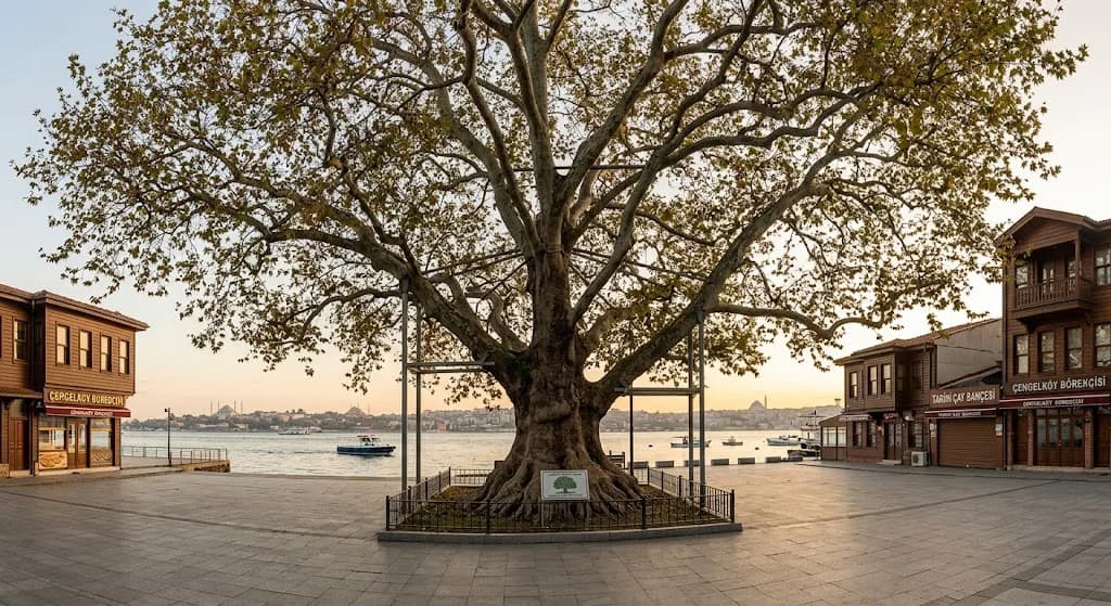Çengelköy Tarihi Çınarı